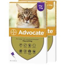 advocate-gatto