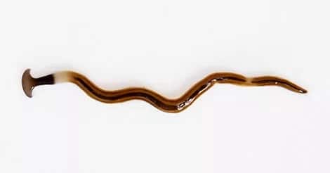 anchilostomi-cane
