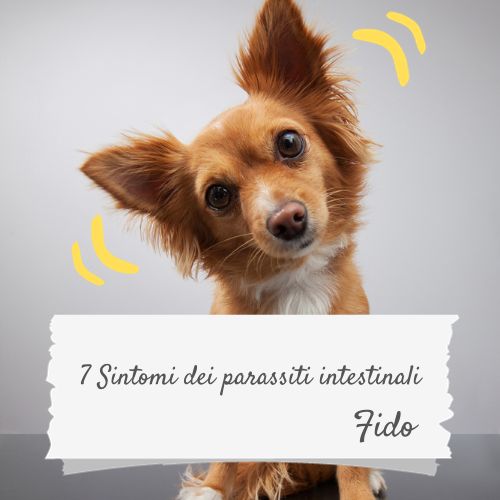 vermi nel cane sintomi