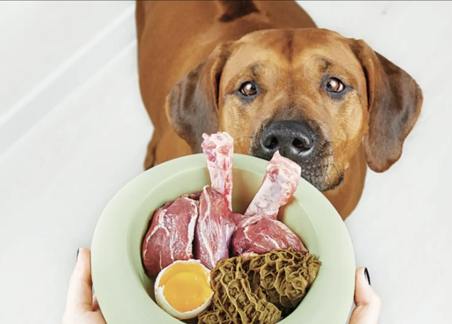 Ciotola di cibo BARF per cani
