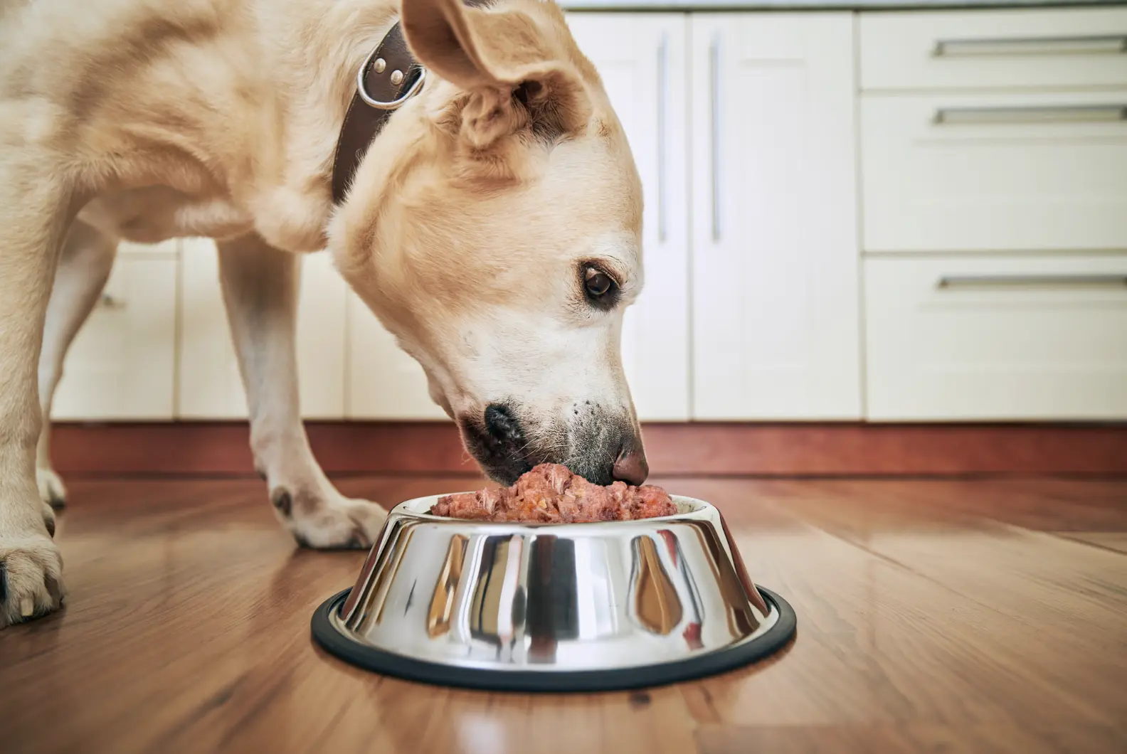 Cane che mangia una dieta BARF