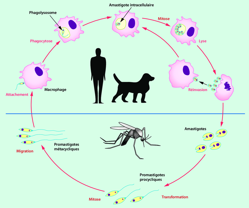 leishmania ciclo infettivo
