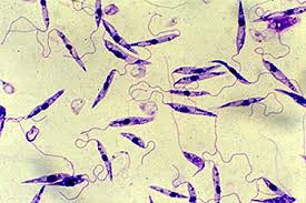 leishmania parassita