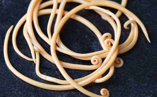 nematodi