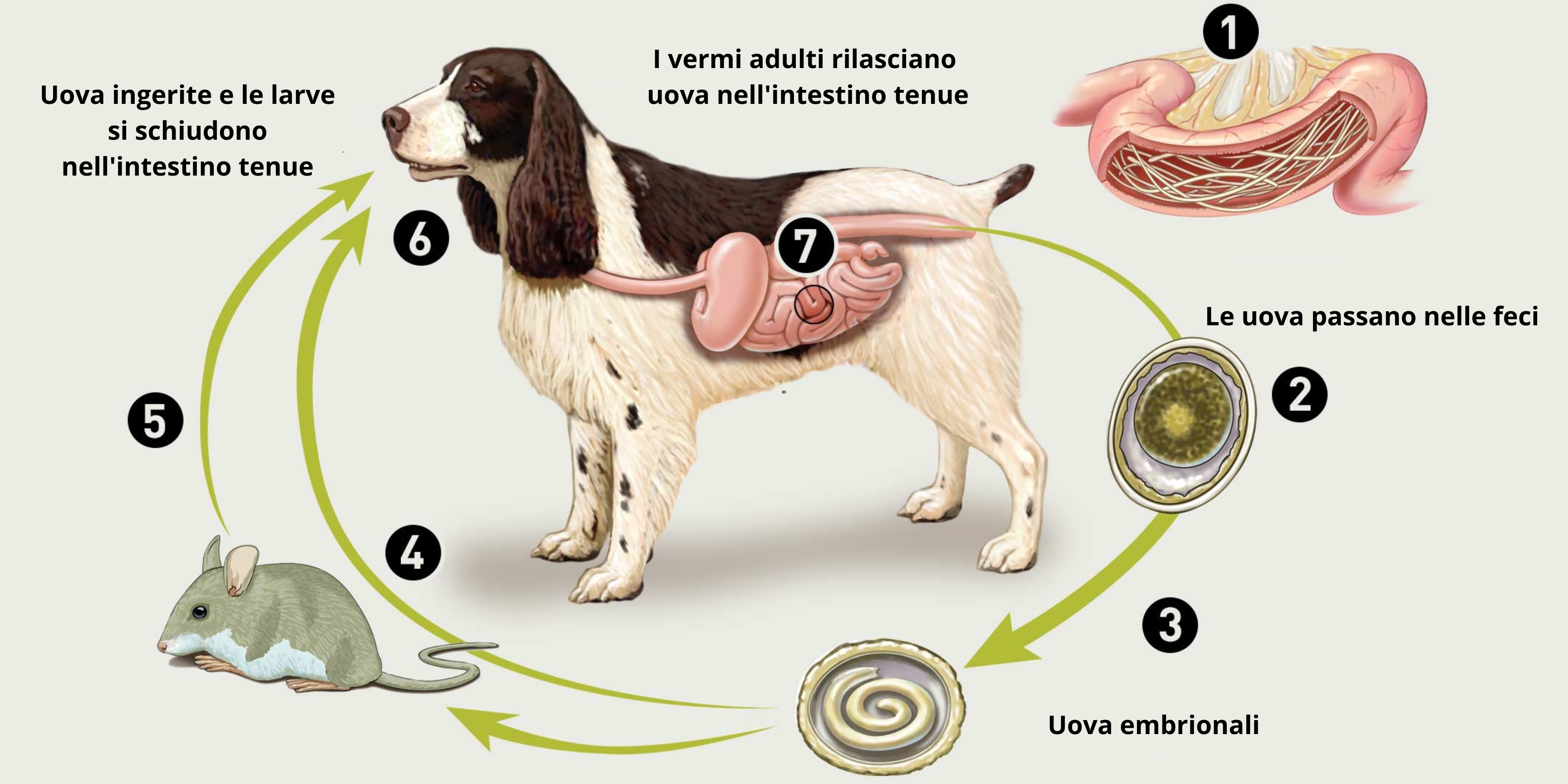 riproduzione dei vermi nel cane