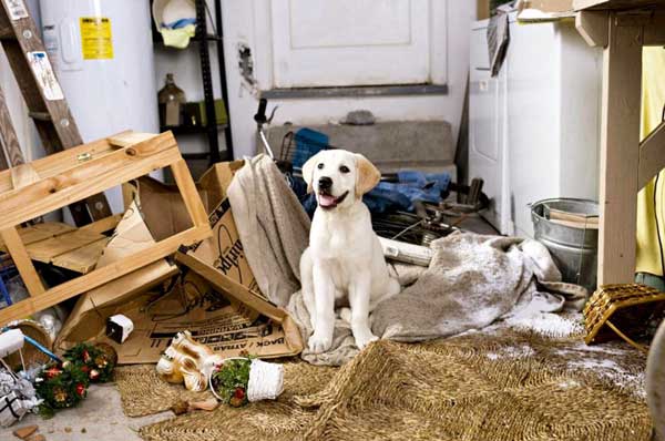 cane-fa-danni-in-casa.jpg