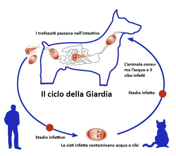 ciclo di infezione della Giardia nei cani