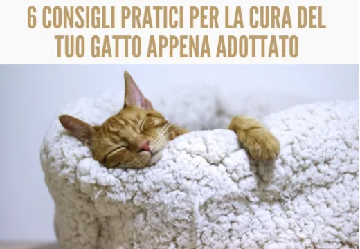 Adottare un gatto: 6 consigli pratici per la sua cura