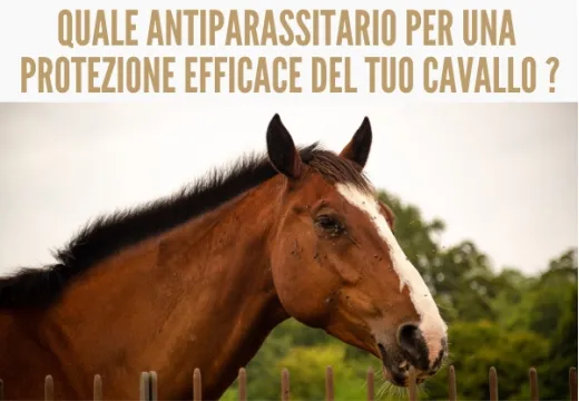 Antiparassitario per cavalli: quali scegliere per una protezione efficace?