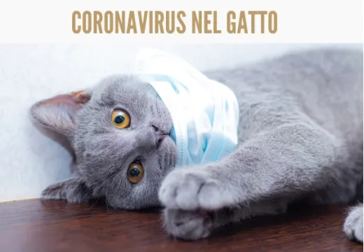 Coronavirus nel gatto: la FIP -Peritonite Infettiva Felina-