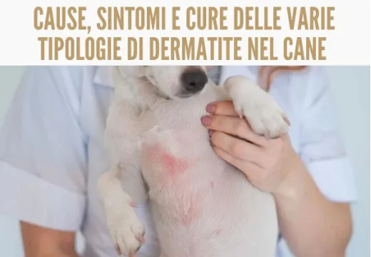 Quattro tipi di dermatite nel cane: cause scatenanti, sintomi e cure.