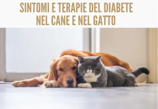 Il diabete nel cane e nel gatto: sintomi e terapie.