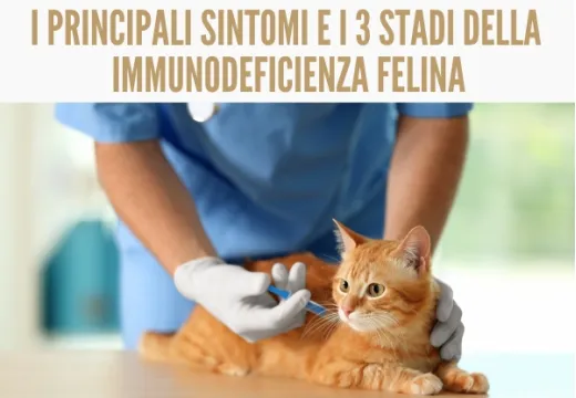 FIV: i principali sintomi e i 3 stadi della immunodeficienza felina