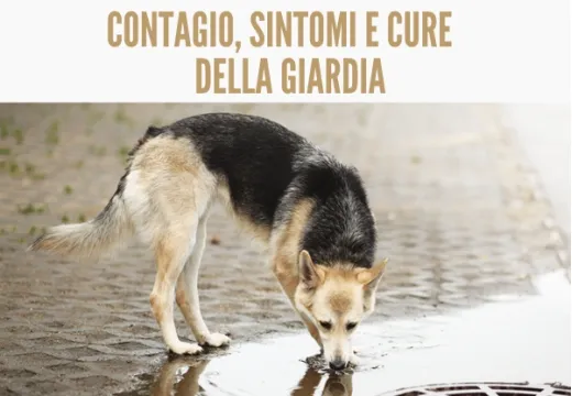 La Giardia nel cane: contagio, sintomi e cure.