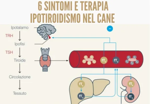 Ipotiroidismo del cane: i 6 sintomi più comuni e la terapia.