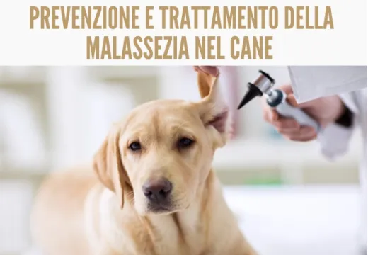 Malassezia nel cane: sintomi, diagnosi e trattamento di otite e dermatite