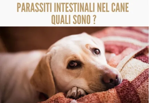 Quali sono i parassiti intestinali nel cane? 3 pericolose anche per l'uomo