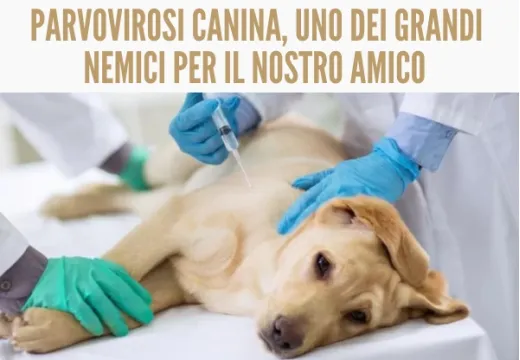 La parvovirosi canina, una delle malattie più pericolose per il vostro cucciolo.