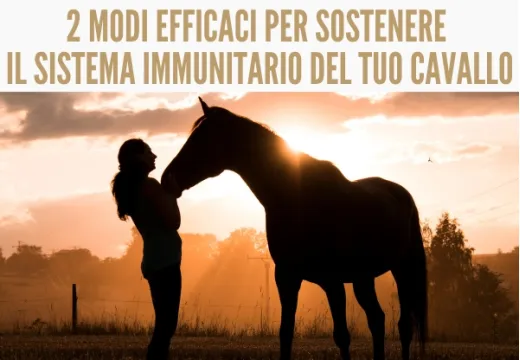 Il sistema immunitario del cavallo, 2 modi efficaci per sostenerlo.