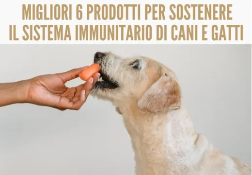 Il sistema immunitario di cani e gatti: i migliori 6 prodotti per sostenerlo.