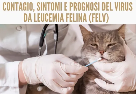 Virus da Leucemia Felina o FeLV. Contagio, sintomi e prognosi.