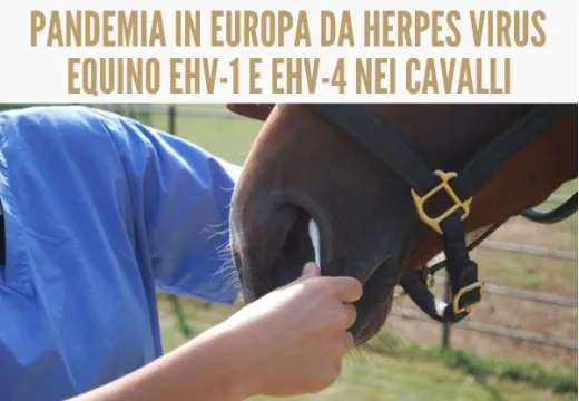 Pandemia in Europa da Herpes Virus equino EHV-1 e EHV-4 nei Cavalli.
