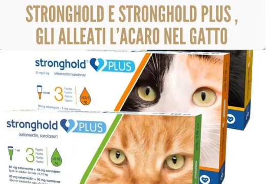 Stronghold per Gatti: Una Guida Completa